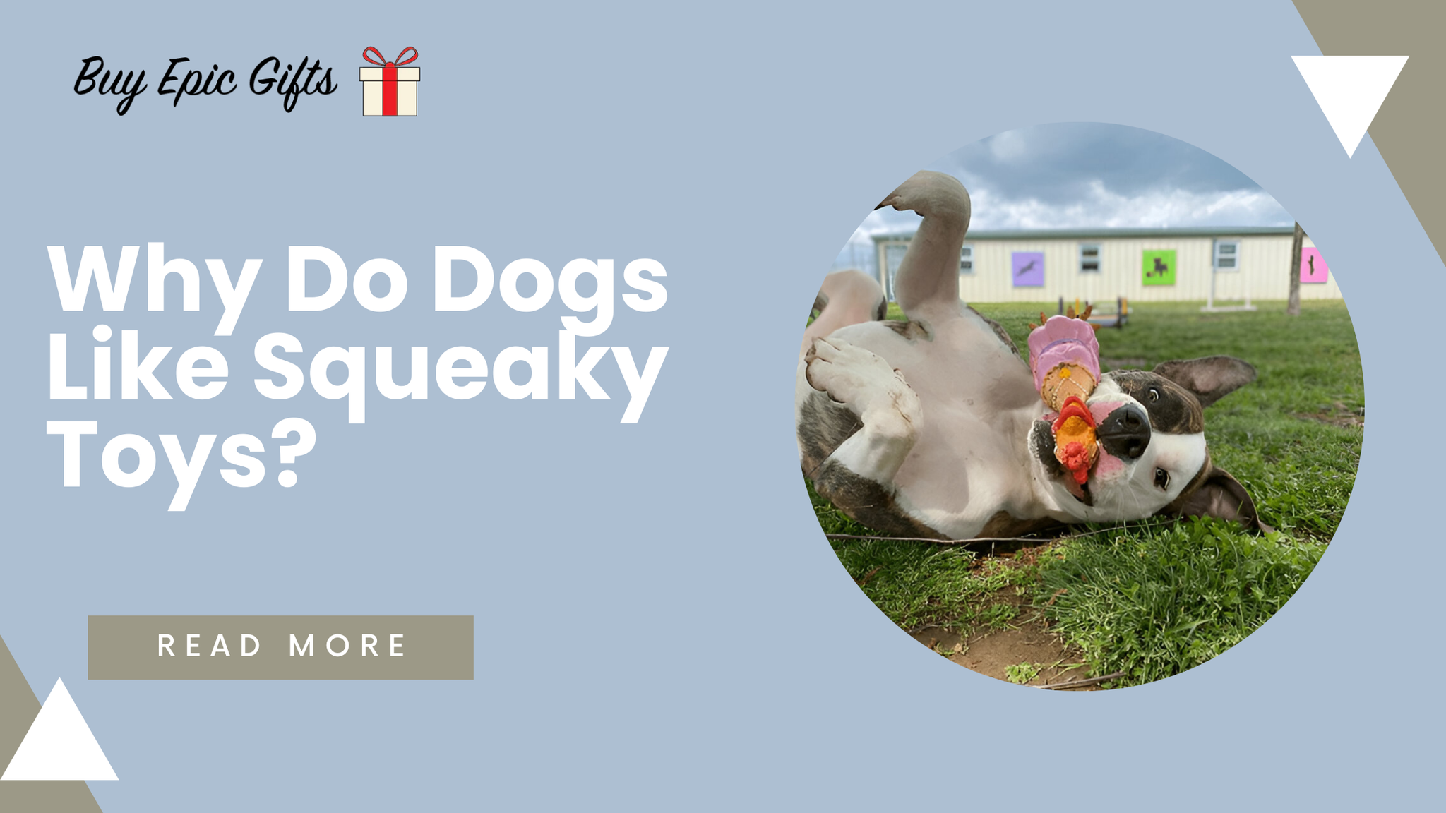 Why Do Dogs Like Squeaky Toys?