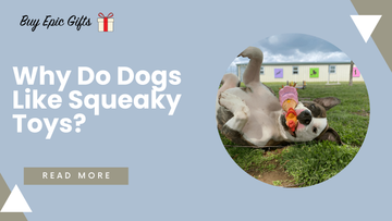 Why Do Dogs Like Squeaky Toys?